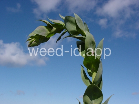 toadflax, Dalmatian